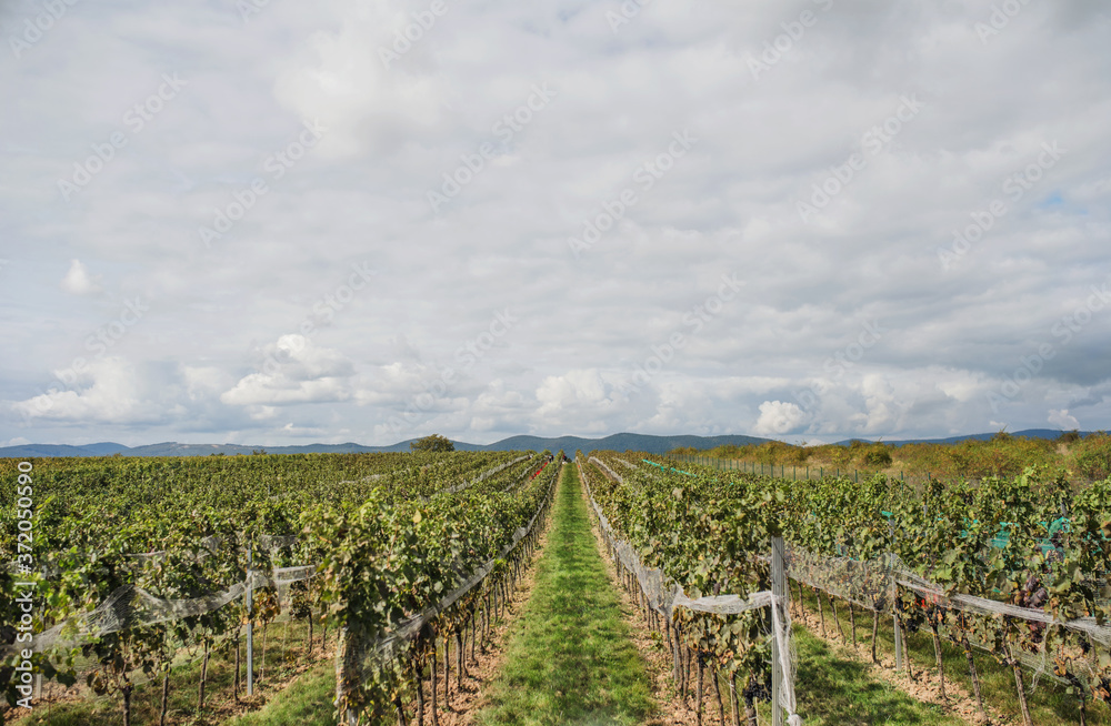 A shot of vineyard, grape harvest concept.