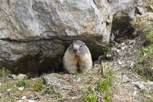Marmotta alpina photo