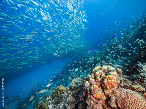 Bait ball   school of fish in turquoise water of coral reef in Caribbean Sea   Curacao with Brain Coral