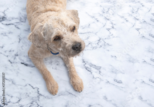 Cute mixed breed dog on white marble background with copy space