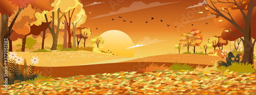 Autumn landscape wonderland forest with grass land, Mid autumn natural in orange foliage, Fall season with beautiful panoramic view with sunset behind mountain and maples leaves falling from trees