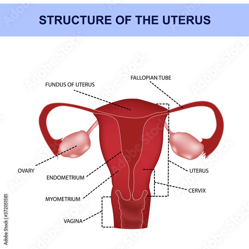 Anatomy of the uterus with symbols, genitals, medical illustration