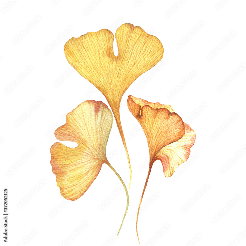 Watercolour set illustration of autumn leaves. Ginkgo biloba yellow leaves. Hand drawn floral leaves set.