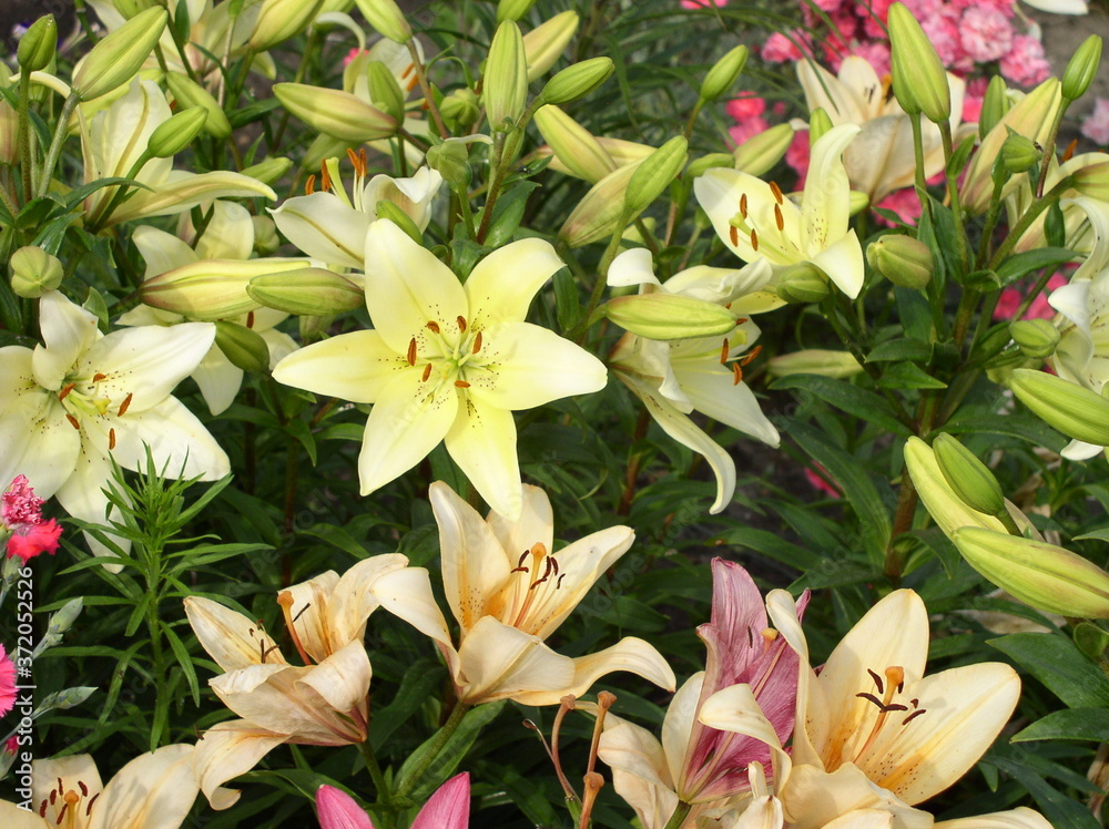 bouquet of lilies bouquet of lilies