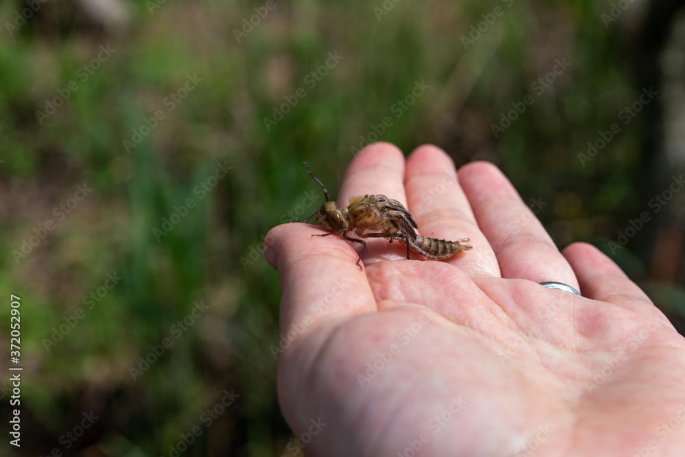 larva of a dragonfly on a hand on a green background