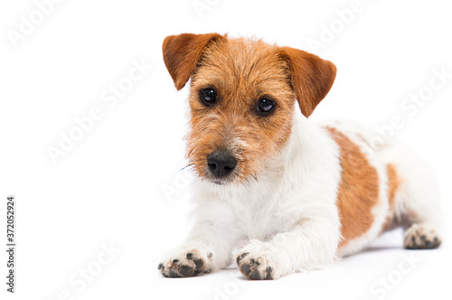 dog jack russell terrier looks and lies on a white background