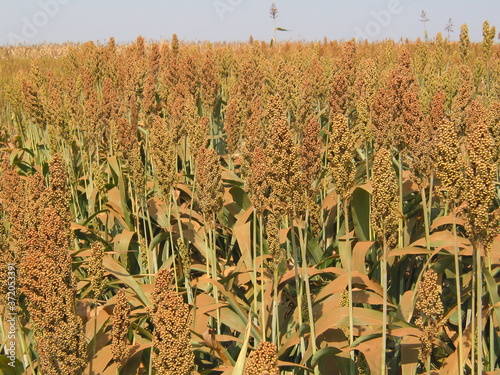 SORGO