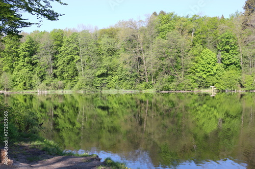 
Green trees are reflected in the water of a forest lake on a sunny summer day