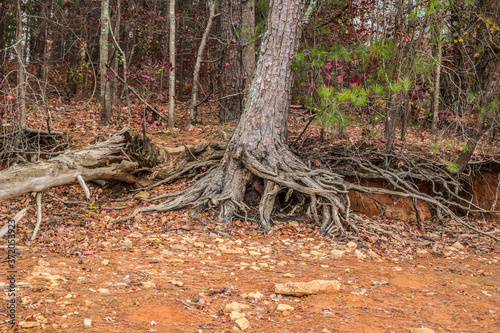 Exposed tree roots from erosion © Sandra Burm