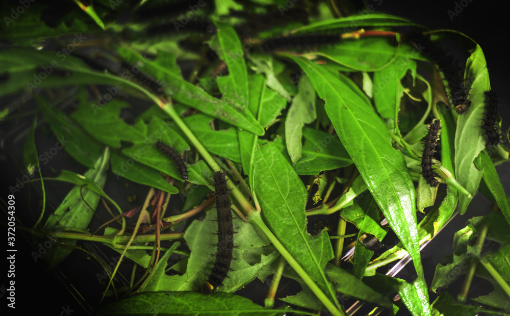Green grasshopper standing on a harmonious with green leaf Green grasshopper standing on a harmonious with green leaf