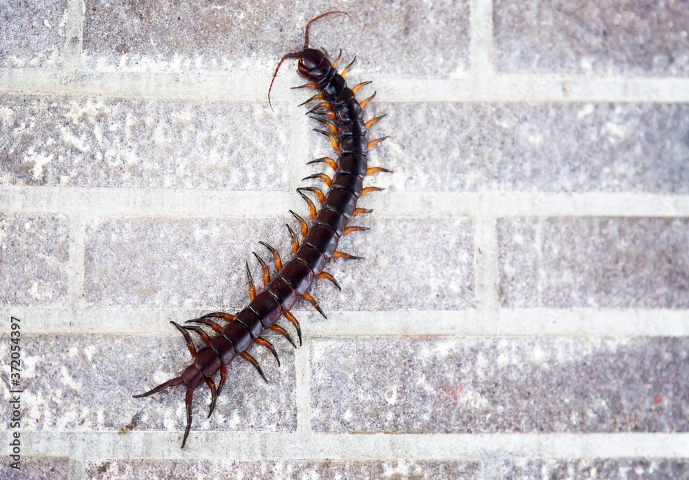 Fototapeta premium dangerous centipede walking on cement