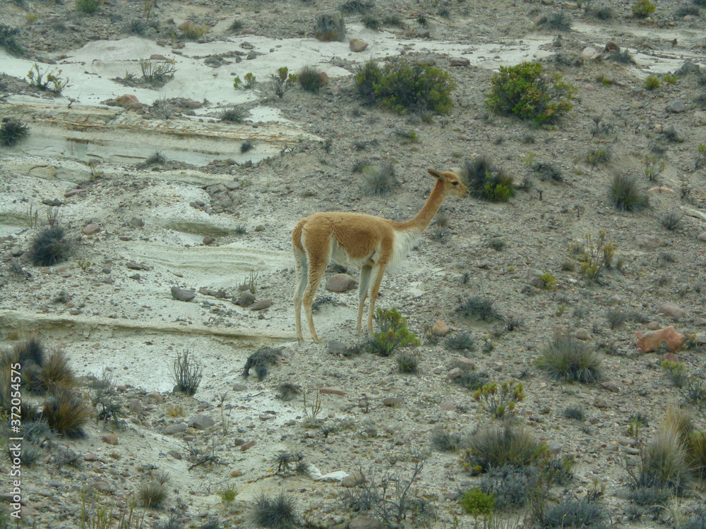 Naklejka premium Vicuna Chivay Peru - by juma