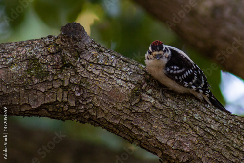 Downy Woodpecker Sitting In Tree