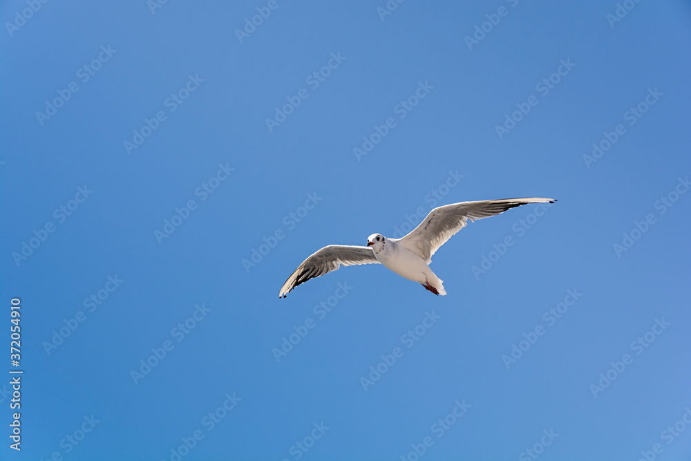 Flying big seagull on blue clean sky background Flying big seagull on blue clean sky background