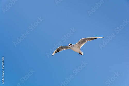Flying big seagull on blue clean sky background