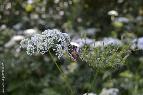 Butterfly on a flower