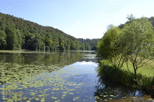 reflection of trees in water