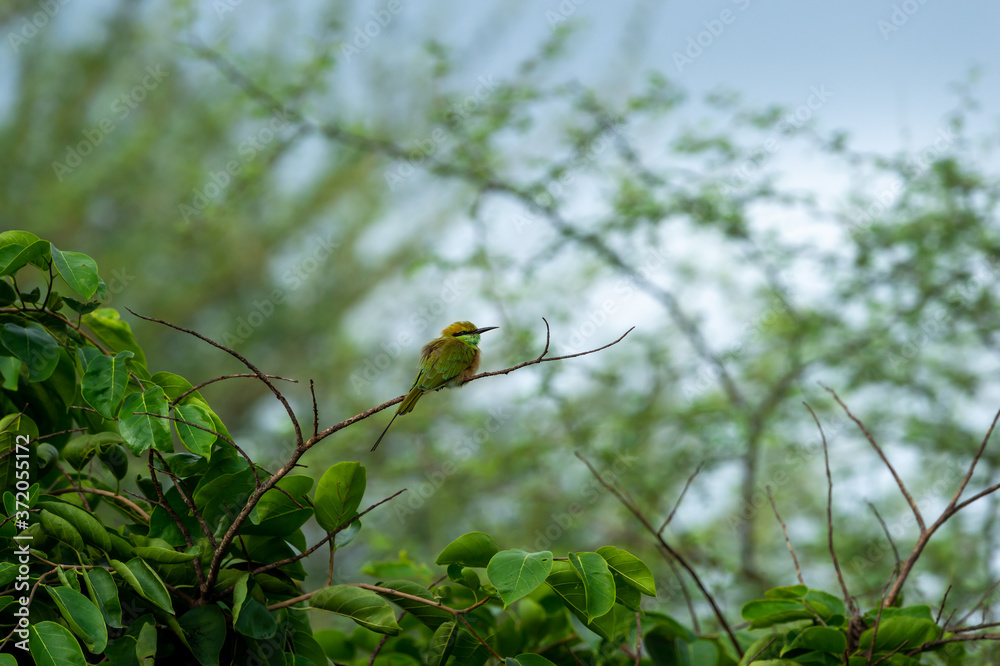 Green bee eater or Merops orientalis perched on a branch of tree at ranthambore national park rajasthan india