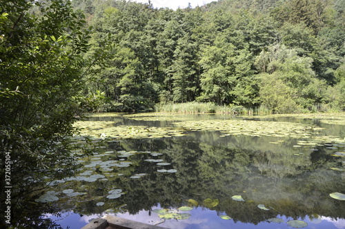lake in the woods  - waterlily
