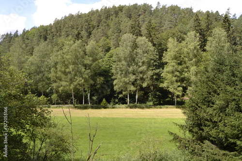 Sunny woods