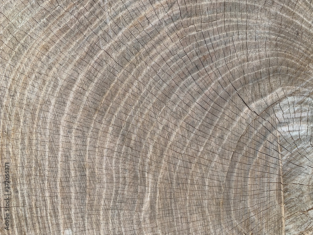 Background texture: sectional oak log. The structure of the sawn tree trunk. Oak stump, circles of life. Background texture: sectional oak log. The structure of the sawn tree trunk. Oak stump, circles of life.