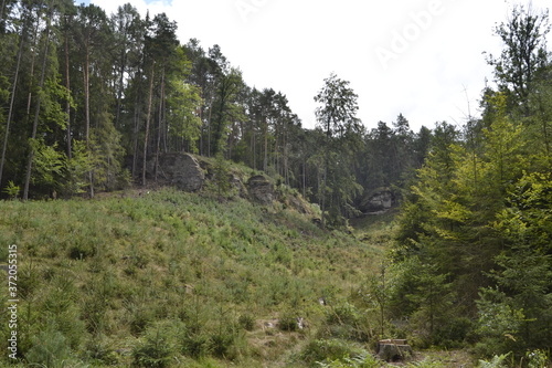 pine trees in the mountains