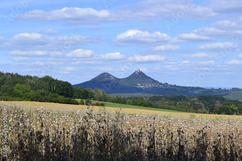Poppy field and castle