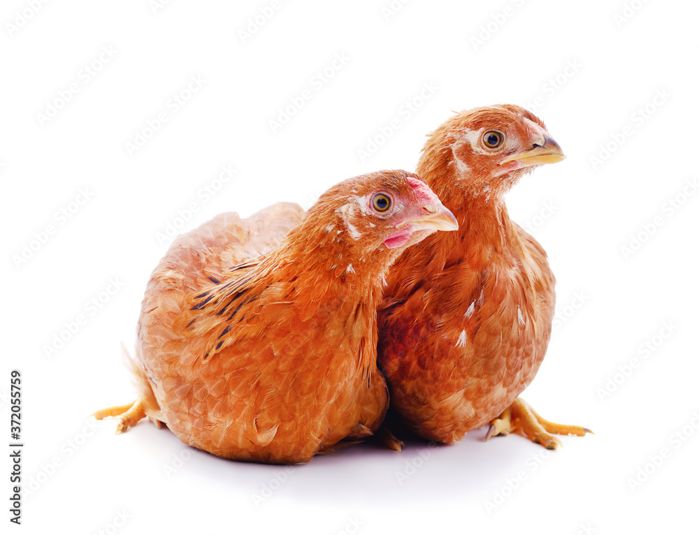 Fototapeta premium Two small chickens.