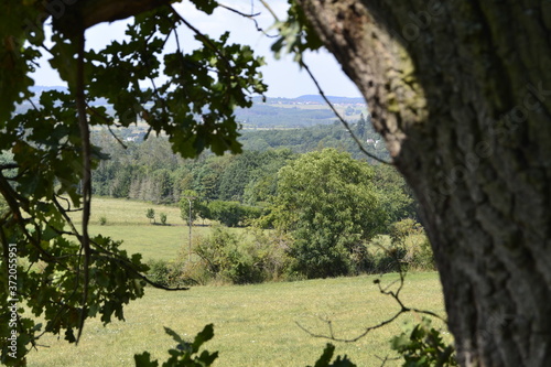 Nature Window