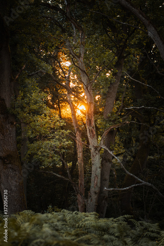 Golden summer sunset in the magic forest with golden light and tree scene. Green natural landscape scnene photo
