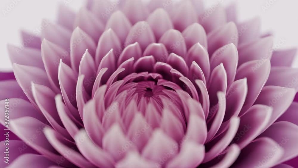 blooming flower seamless loop