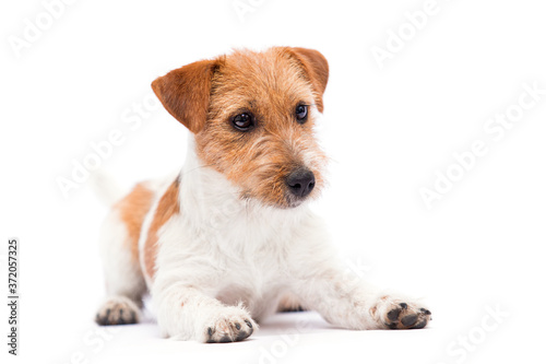 dog jack russell terrier lies on a white background