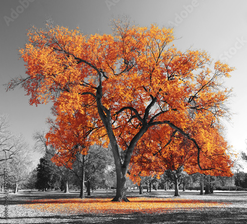 Obraz na płótnie Big orange tree in a black and white landscape w salonie