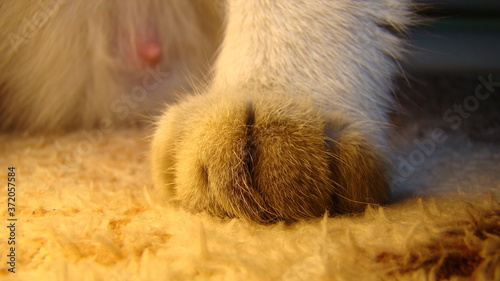 cat paw | cat paws |The foot of the kitten - footprint | white cat animal at home