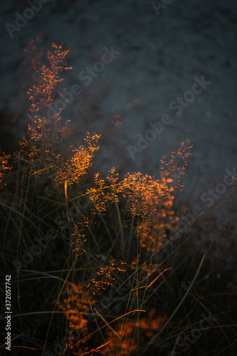 Colorful nature meadow landscape with sunset glow and blooming heath plants and illuminated grass in th sunlight. Heath countryside nature in summer