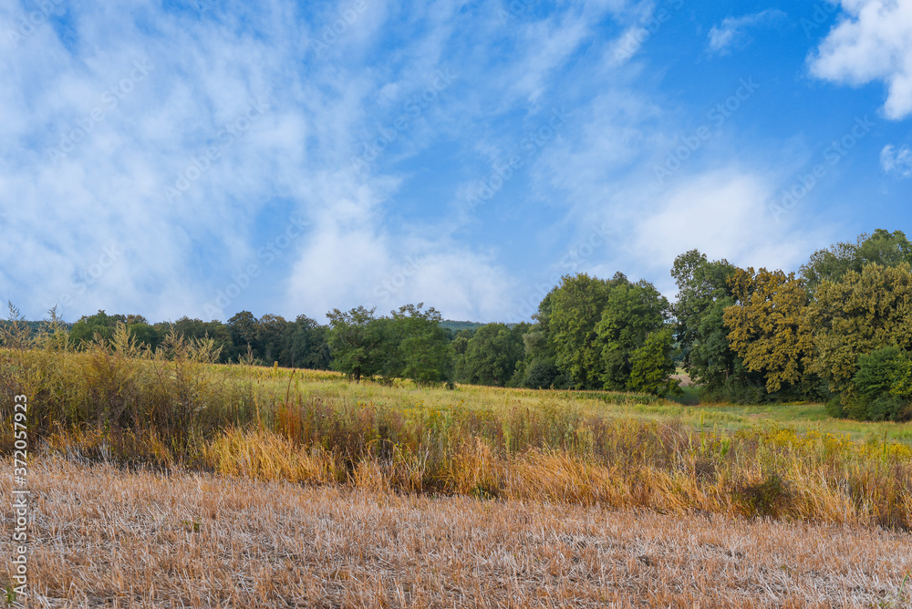 Green forest blue sky and part of argriculture field Green forest blue sky and part of argriculture field