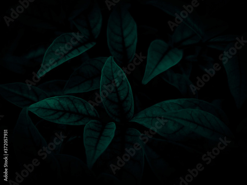 Beautiful abstract green flowers on dark background and blue flower frame and green leaves texture, green background, colorful graphics banner © Weerayuth