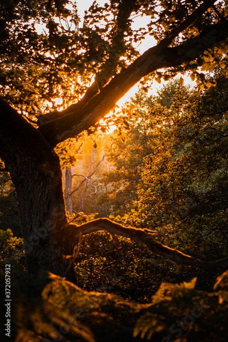 Golden summer sunset in the magic forest with golden light and tree scene. Green natural landscape scnene