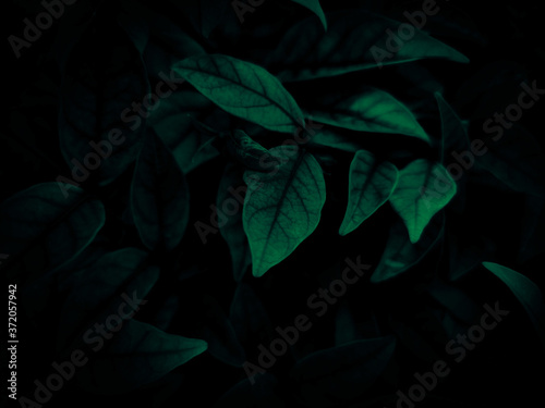 Beautiful abstract green flowers on dark background and blue flower frame and green leaves texture, green background, colorful graphics banner