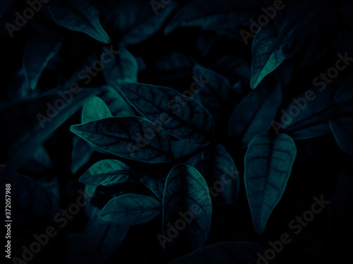 Beautiful abstract color gray and blue flowers on dark background and dark flower frame and blue leaves texture, blue background, dark blue graphics banner