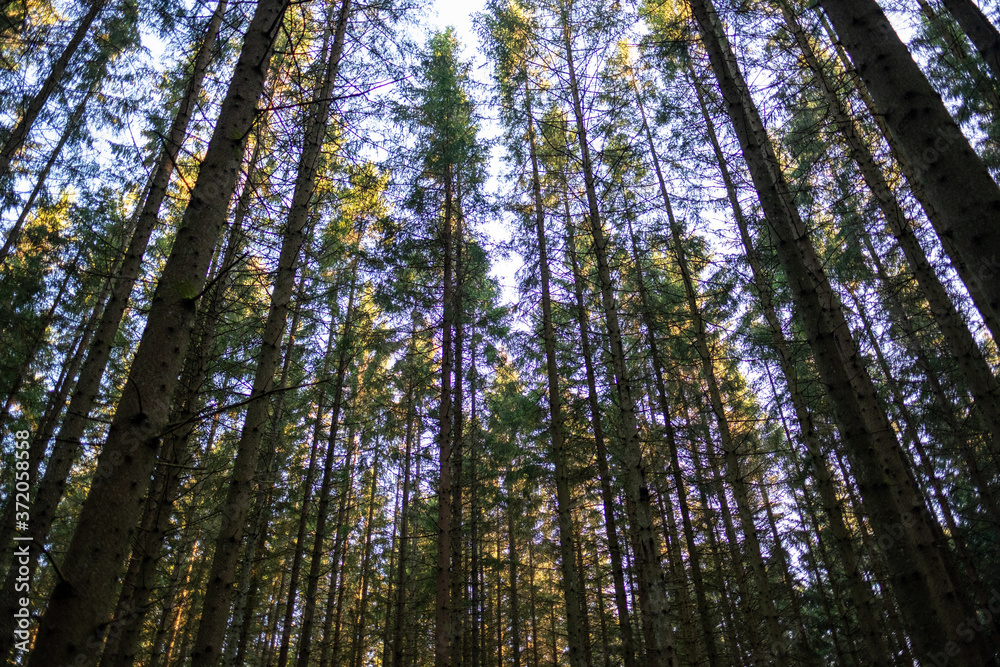 Sourounded by tall trees in an epic forest. Sourounded by tall trees in an epic forest.