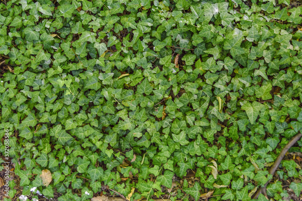 Fototapeta premium Green ivy hedge creeper on big fence wall