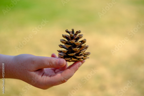 Girl holding pine cone in her hand.