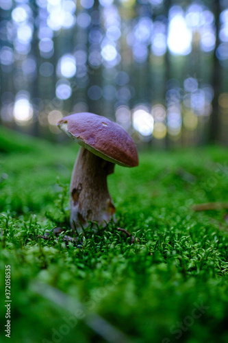 Tall mushroom growing on the moss.