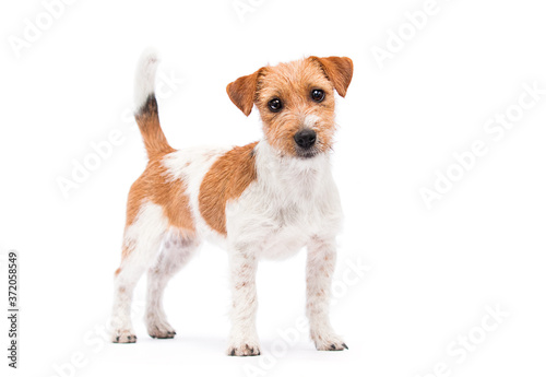Valokuva dog jack russell terrier looking at the camera in full growth on a white backgro