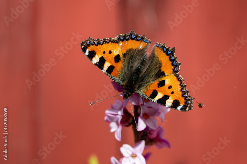Butterfly landing on pink flowers.