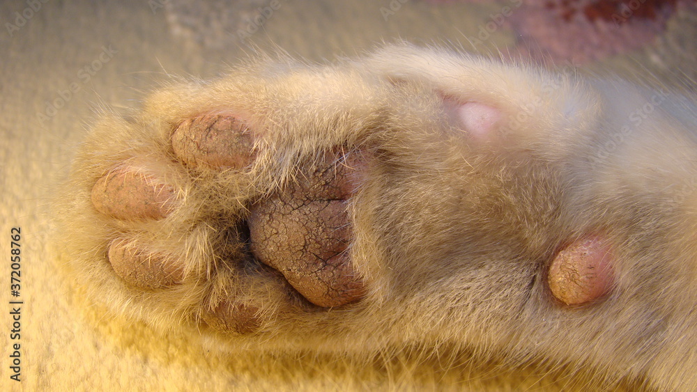 cat paw | cat paws |The foot of the cat - footprint | white cat.
animals, animal at home