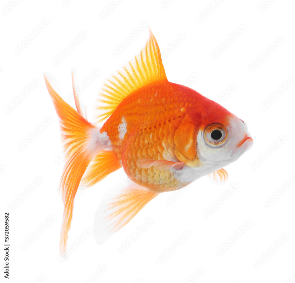 Fototapeta premium Beautiful bright small goldfish isolated on white