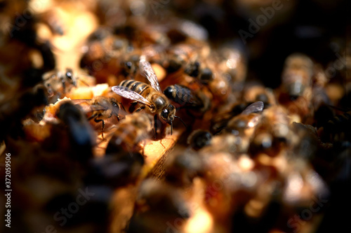 Bees work beeswax on a frame