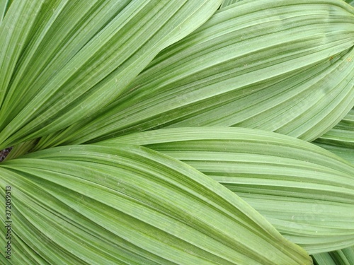 background from the texture of large leaves.